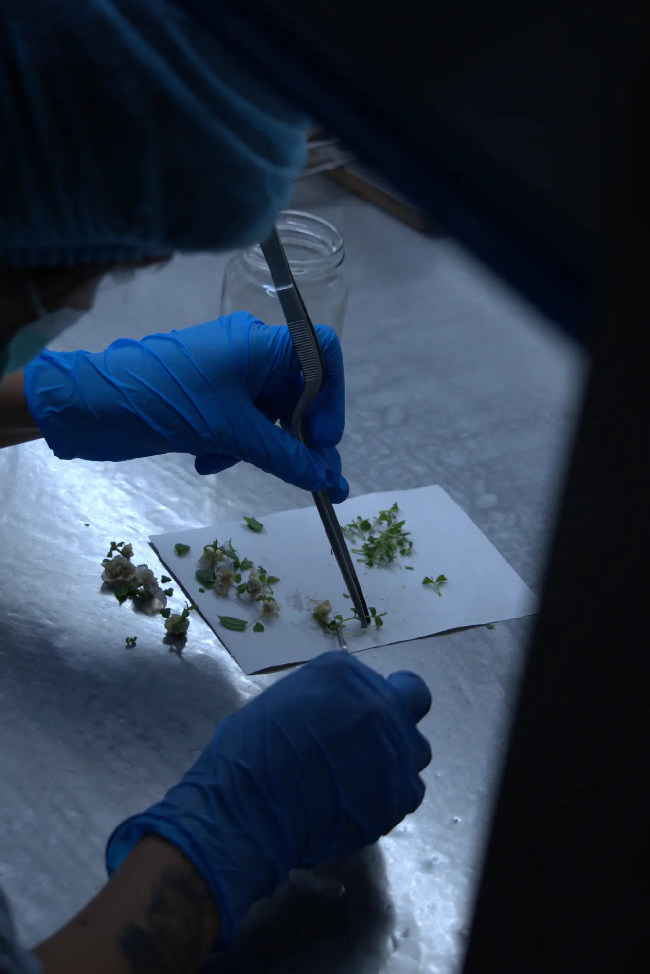 Técnica de Neobiotek manipulando tejido vegetal con pinzas
